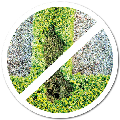 Boxwood Restore & Protect