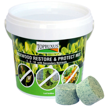 Boxwood Restore & Protect