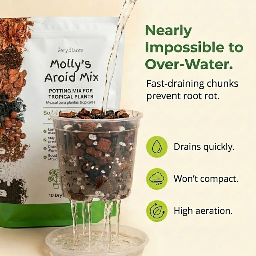 Molly's Aroid Mix 5.5L